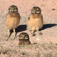 Illustration for article titled How the Hell Did I Not Know About the Burrowing Owl?